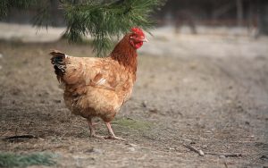 Hit biznis u SAD Hit biznis u SAD